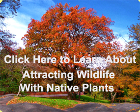 Attract Wildlife With Native Plants!