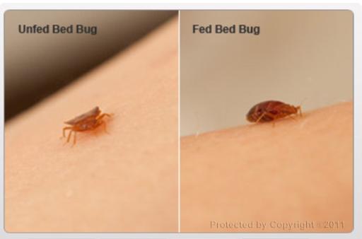 Adult Bed Bug Fed Vs. Unfed
