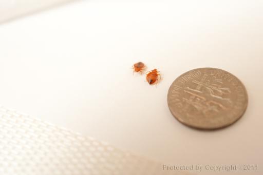 bed bug fed vs unfed when fed an adult bedbug deepens in color bed bug ...