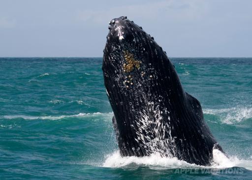 Enjoy whale-watching January 14-March 15.  