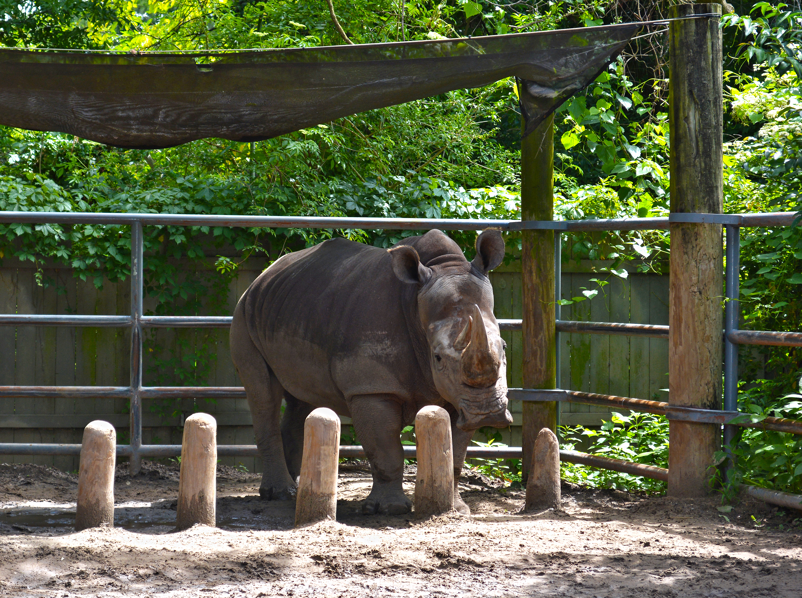 Audubon Zoo White Rhino “Bonnie”