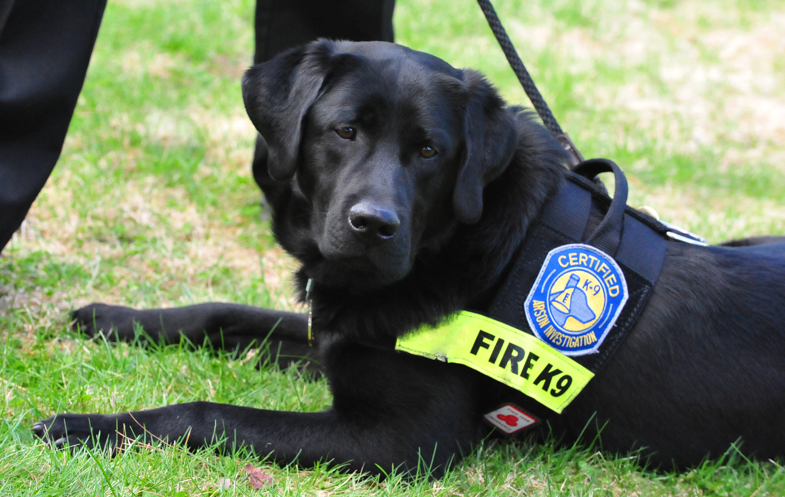 All of the dogs in the State Farm Arson Dog Program are Labrador retrievers from disability assistance or guide dog programs, animal shelters, or canine rescue organizations.