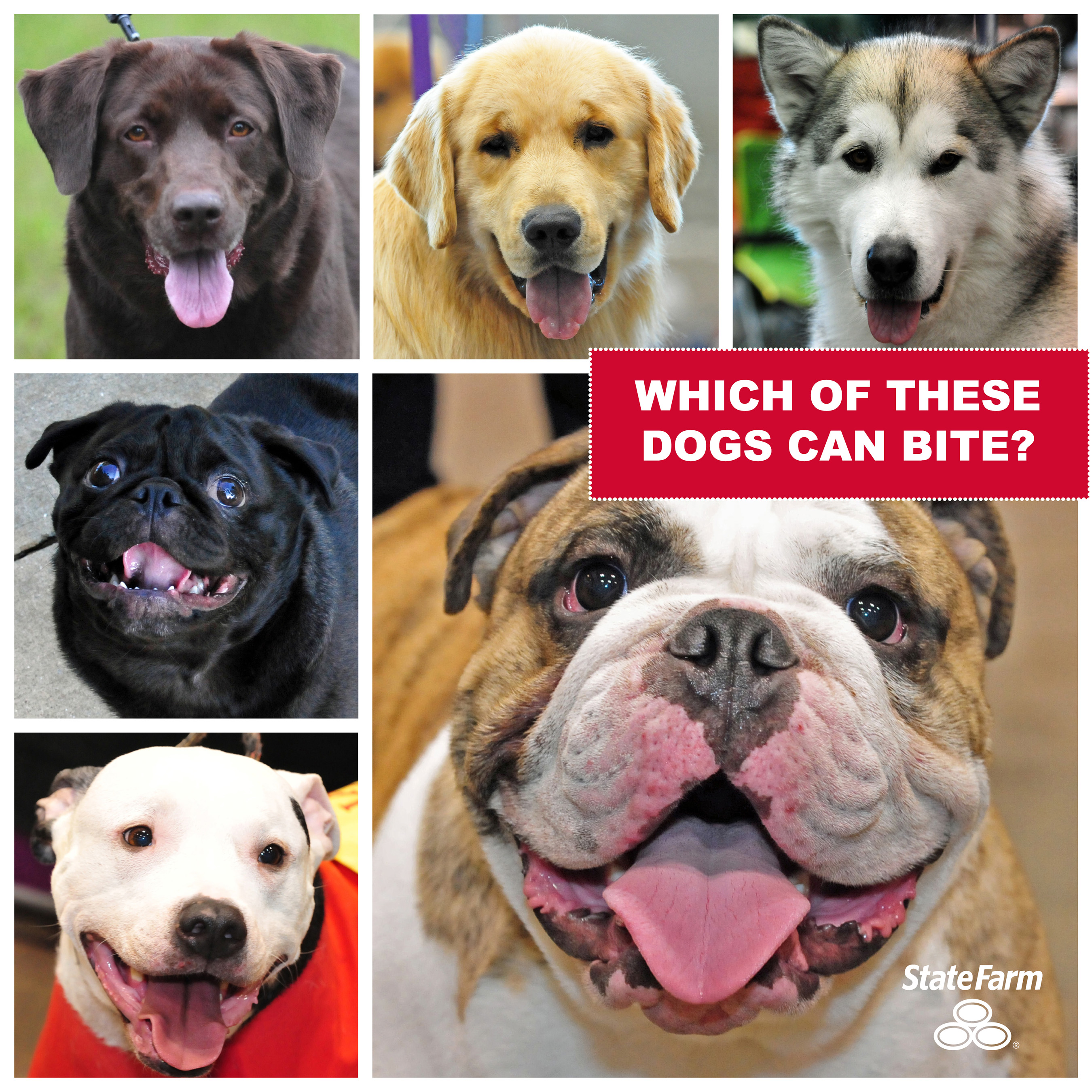 State Farm doesn’t ask what breed of dog is owned when writing homeowners insurance. Education about responsible dog ownership and teaching children how to approach dogs will reduce dog bite incidents.