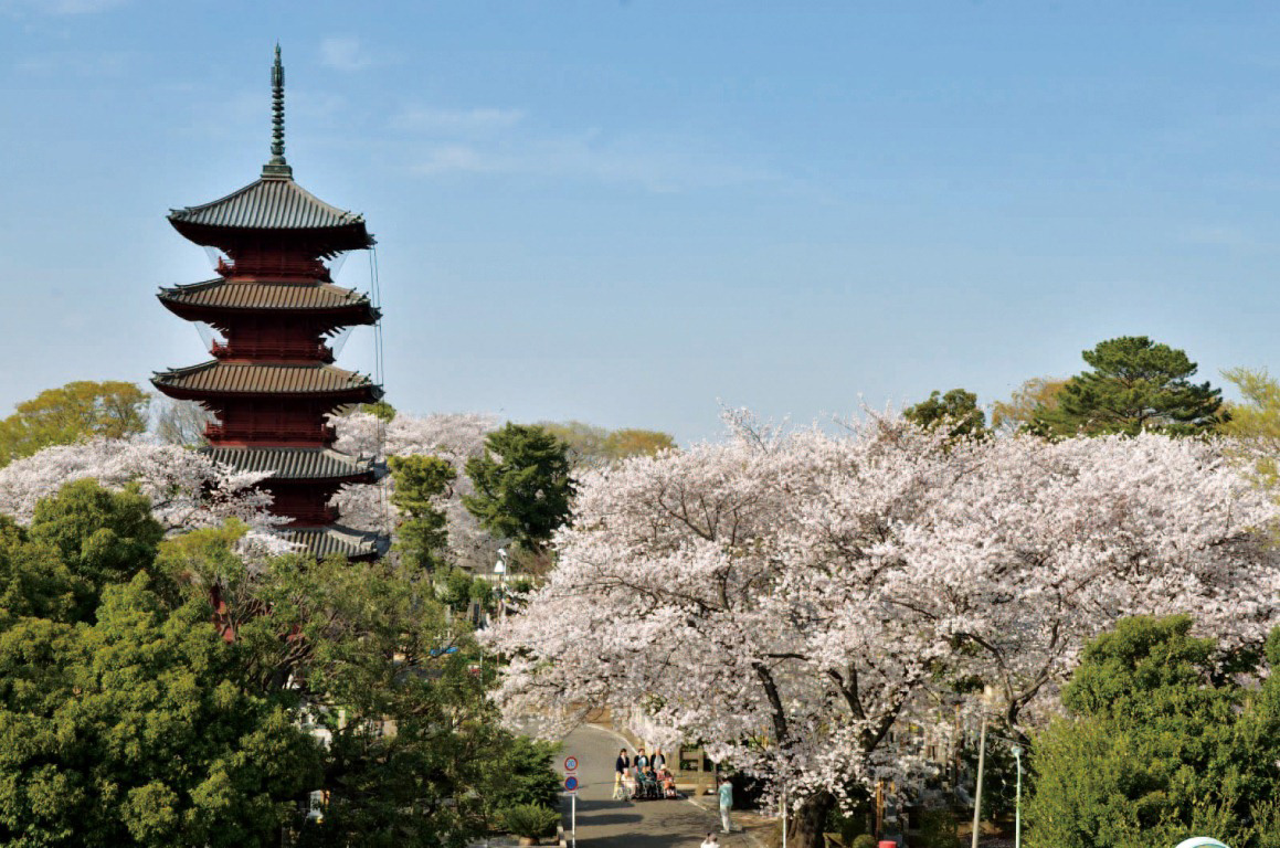 Ikegami Honmon-ji Temple : The head temple of Nichiren Shu with a calm atmosphere. In Spring, cherry-blossoms flower.