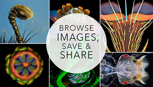 OLYMPUS BIOSCAPES WINNERS' GALLERY