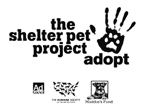 The Shelter Project logo