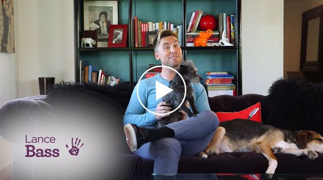 Lance Bass explains shelter pet adoption