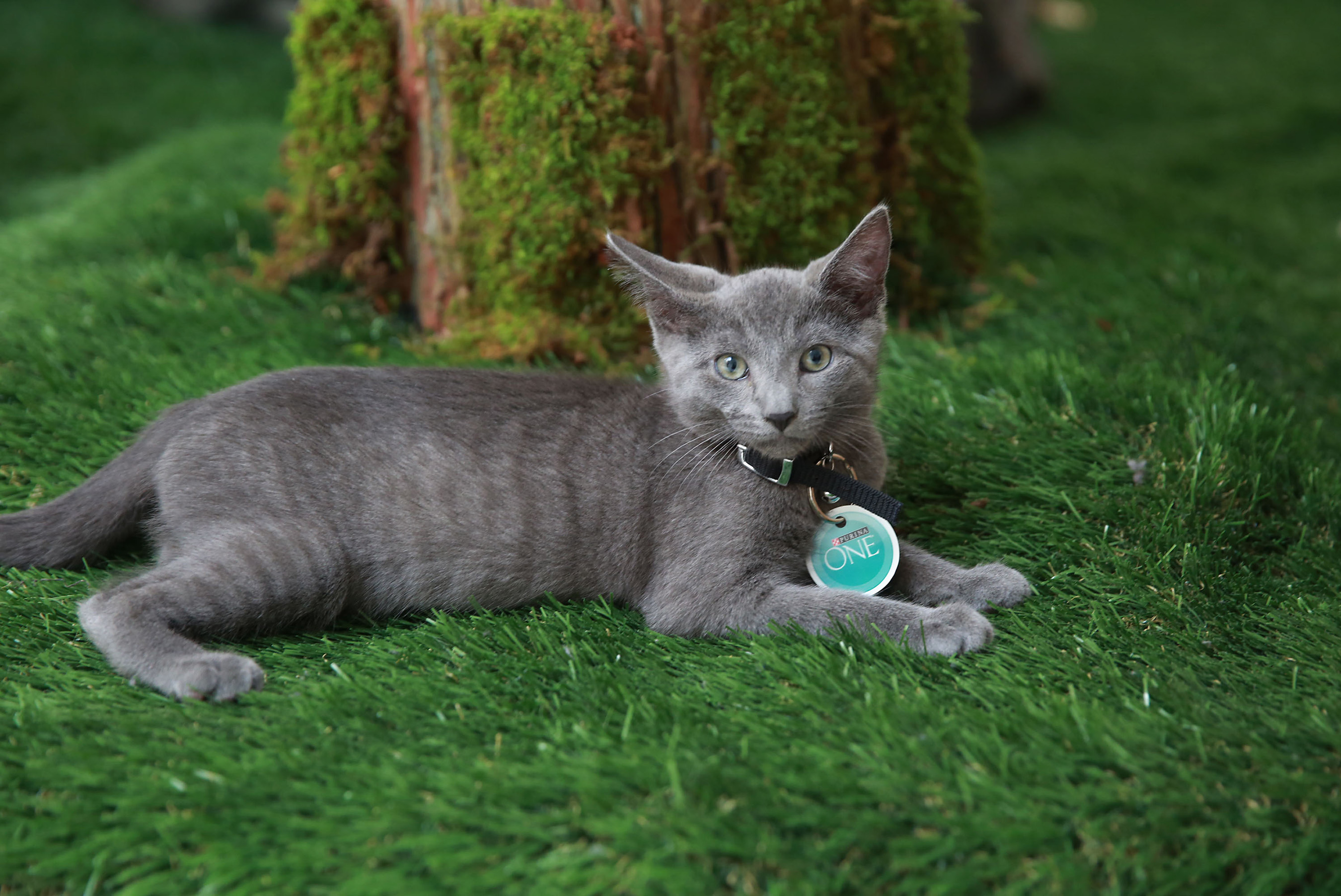 Purina ONE brings adoptable cats and cat lovers together for the first-ever Cat Camp, to experience what whole body health means for cats, on Thursday, July 30, 2015 in New York. (Photo by Amy Sussman/Invision for Purina ONE/AP Images)