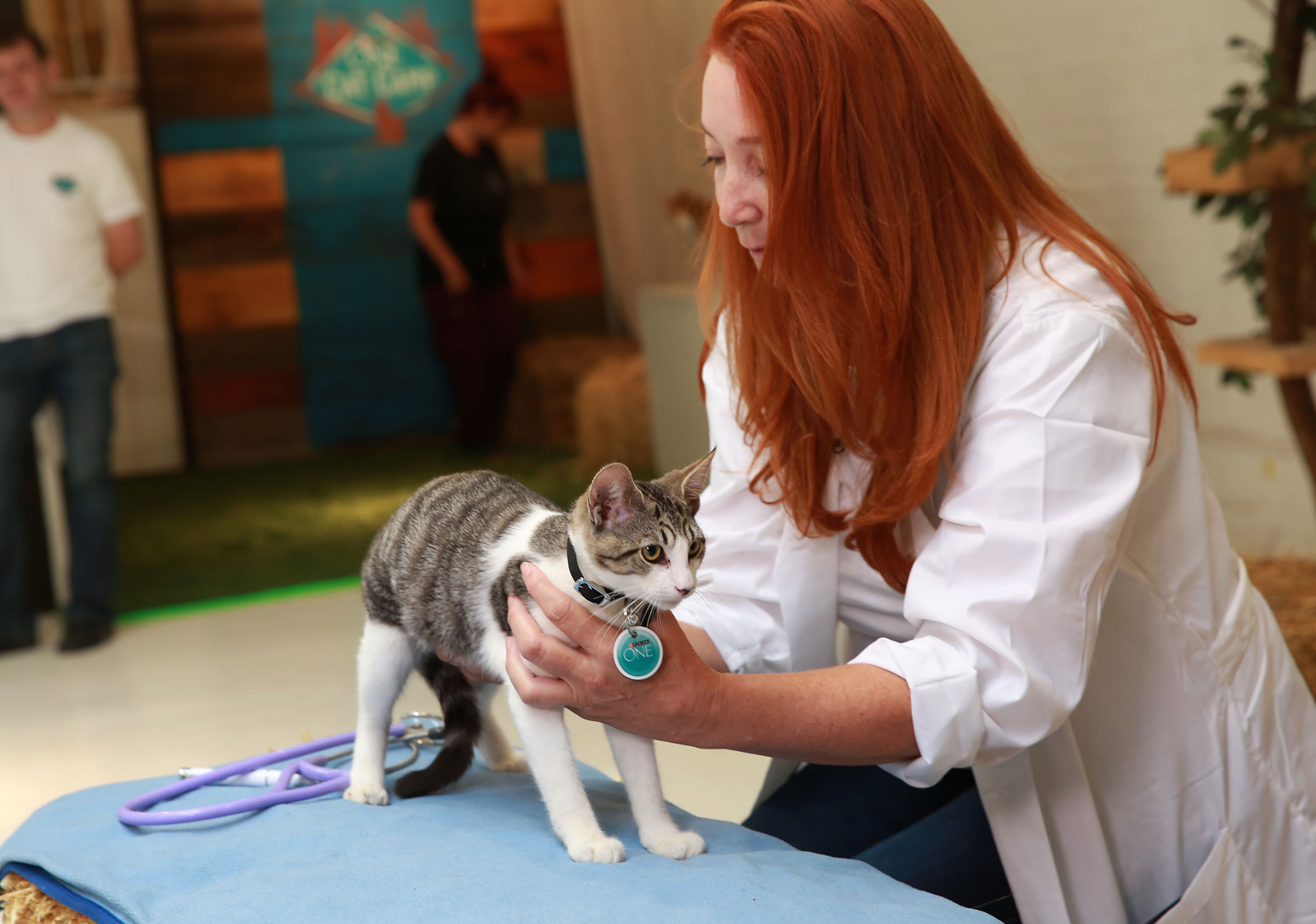 Purina Veterinarian, Deb Greco, shows campers how to check your cat for signs of whole body health at Purina ONE Cat Camp, on Thursday, July 30, 2015 in New York. (Photo by Amy Sussman/Invision for Purina ONE/AP Images)
