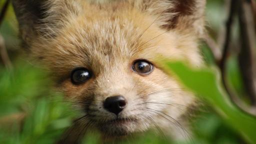 Share the Experience photo contest, Grand Teton National Park in Wyoming/James Fong