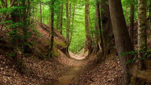 Natchez Trace National Scenic Trail | Photo Credit: National Park Service