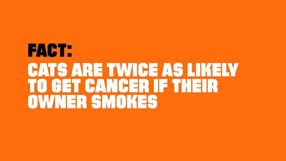 Cats are twice as likely to get cancer if their owner smokes