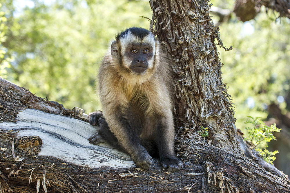“Boo,” the capuchin monkey can be seen during tours of Casa de Shenandoah as he is part of Wayne Newton’s exotic animal family.