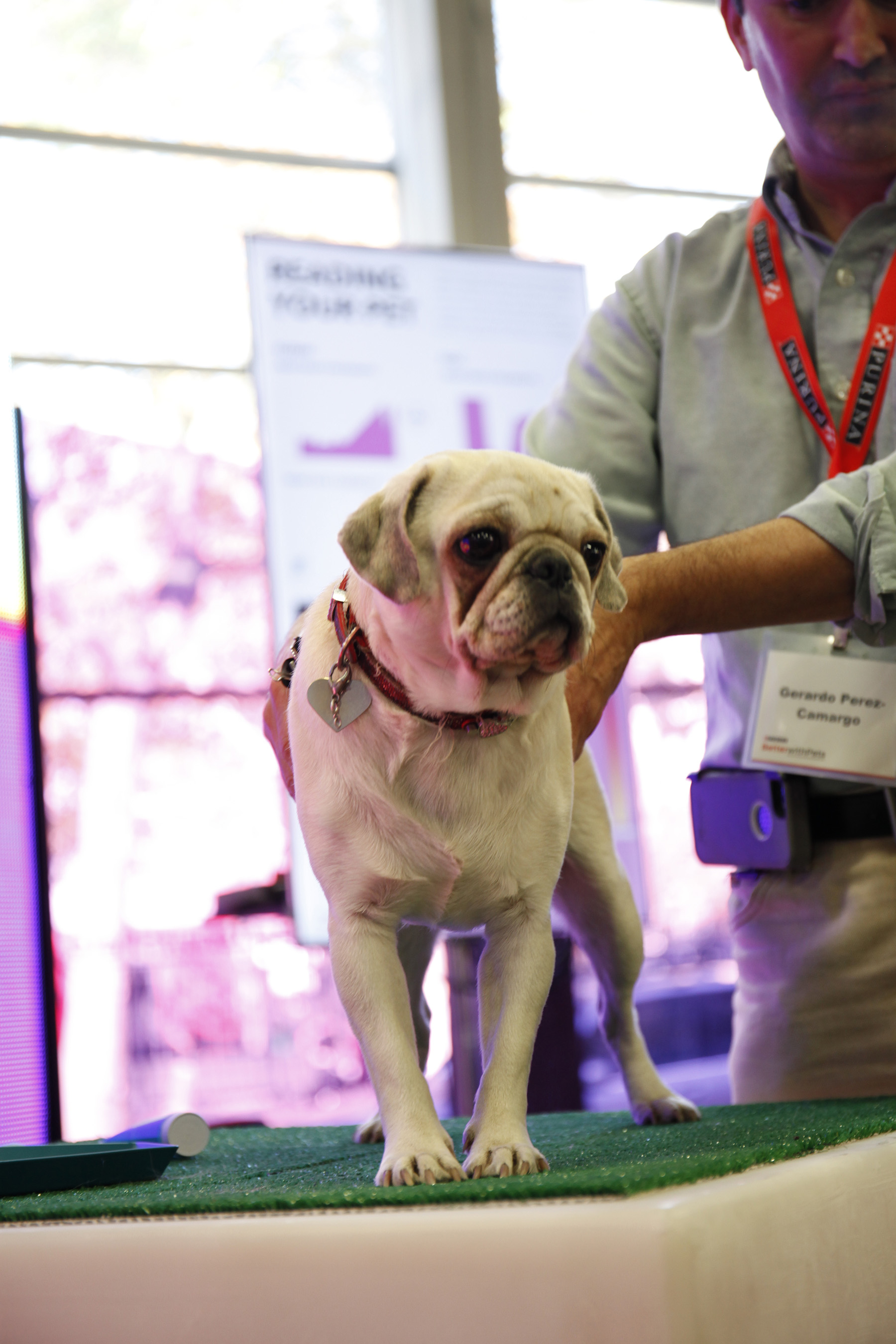 Stress levels of dogs were captured with thermal imaging at Purina’s Better With Pets Summit. Attendees had an opportunity to learn more about pet wellness through five experiential educational zones.