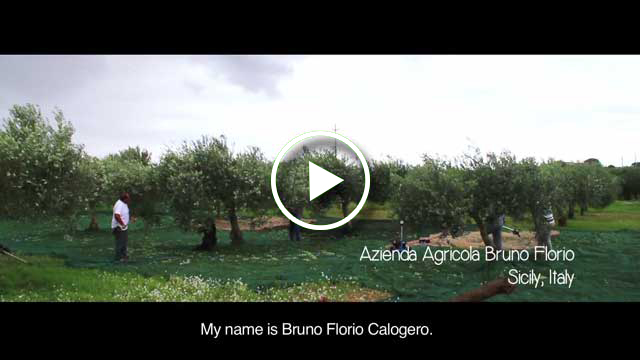 Two generations, father and son, tend their family’s organic grove with love.