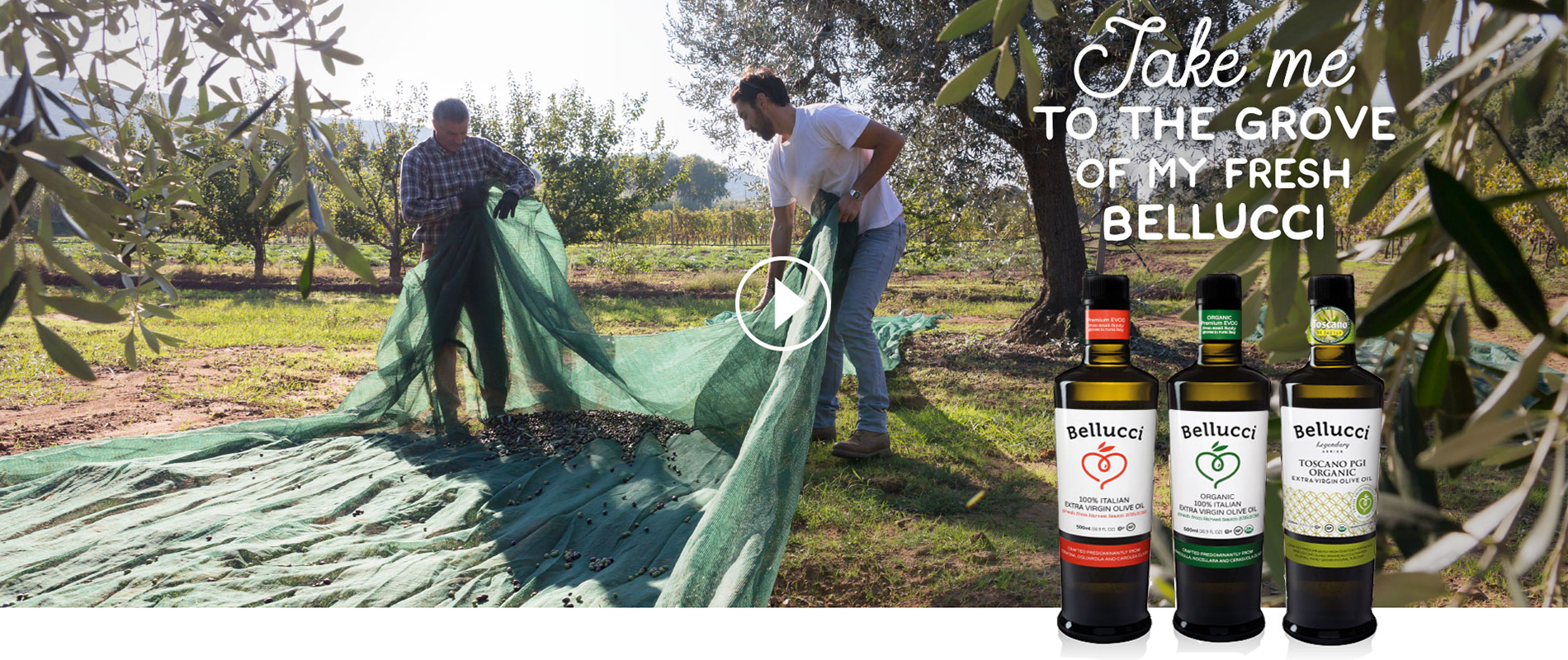 Every bottle of Bellucci starts in a family grove.