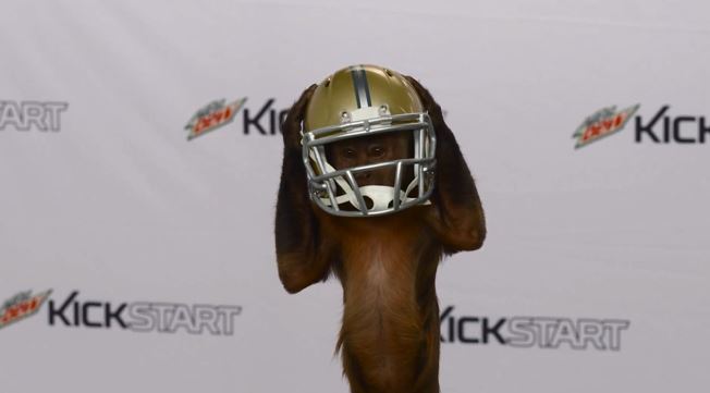 A monkey predicts the AFC to win the Super Bowl 50 game during the MTN DEW® KICKSTART™ “Puppymonkeybaby” Super Bowl 50 predictions at the NFL Experience.