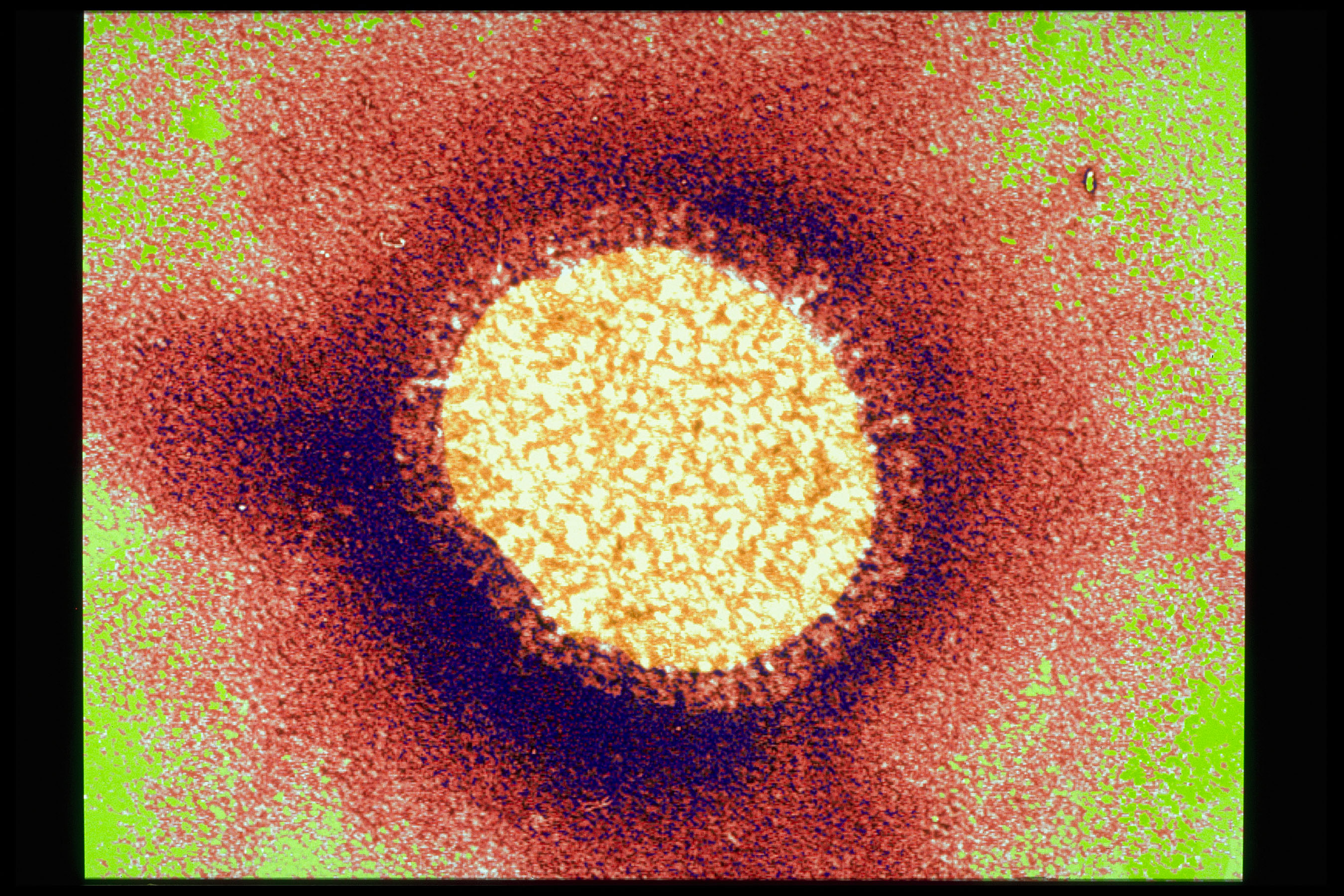 A closer look at the influenza virus