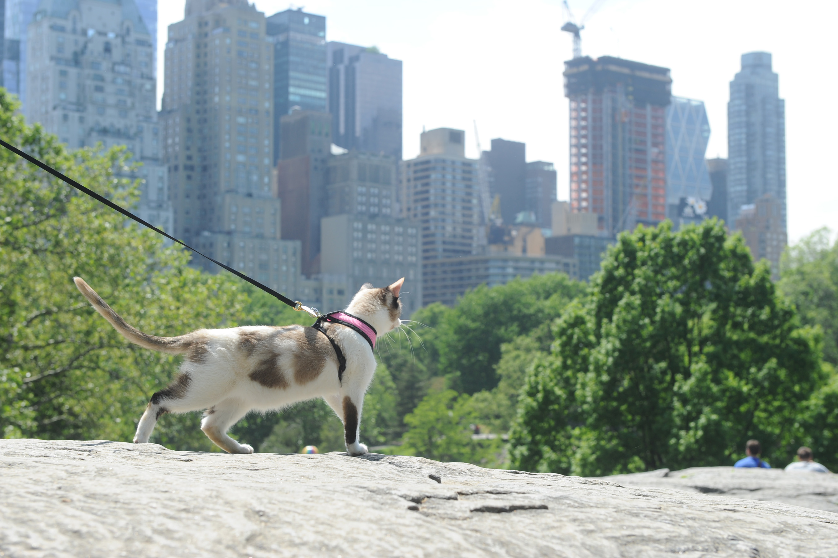 Gaia displays her true nature with Purina Pro Plan in New York’s Central Park to celebrate National “Take Your Cat On An Adventure” Day on June 15. (Diane Bondareff/AP Images for Purina Pro Plan)