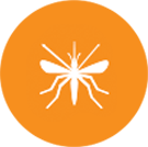 About the Aedes Aegypti Mosquito