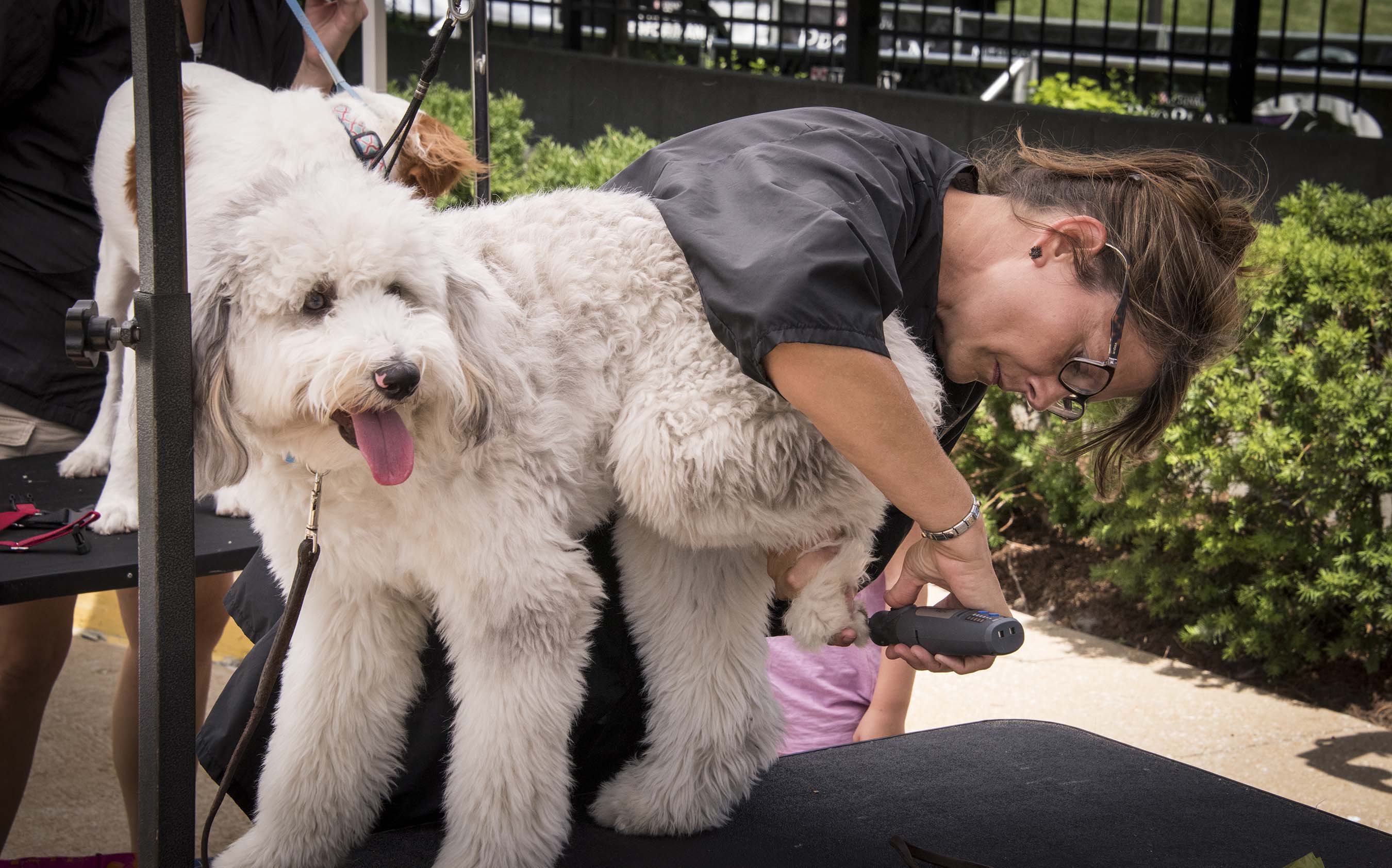 Purina helped celebrate #petsatwork with fun activities at the Purina headquarters in St. Louis such as puppy portraits, mobile grooming and a Yappy Hour for associates and their pets
