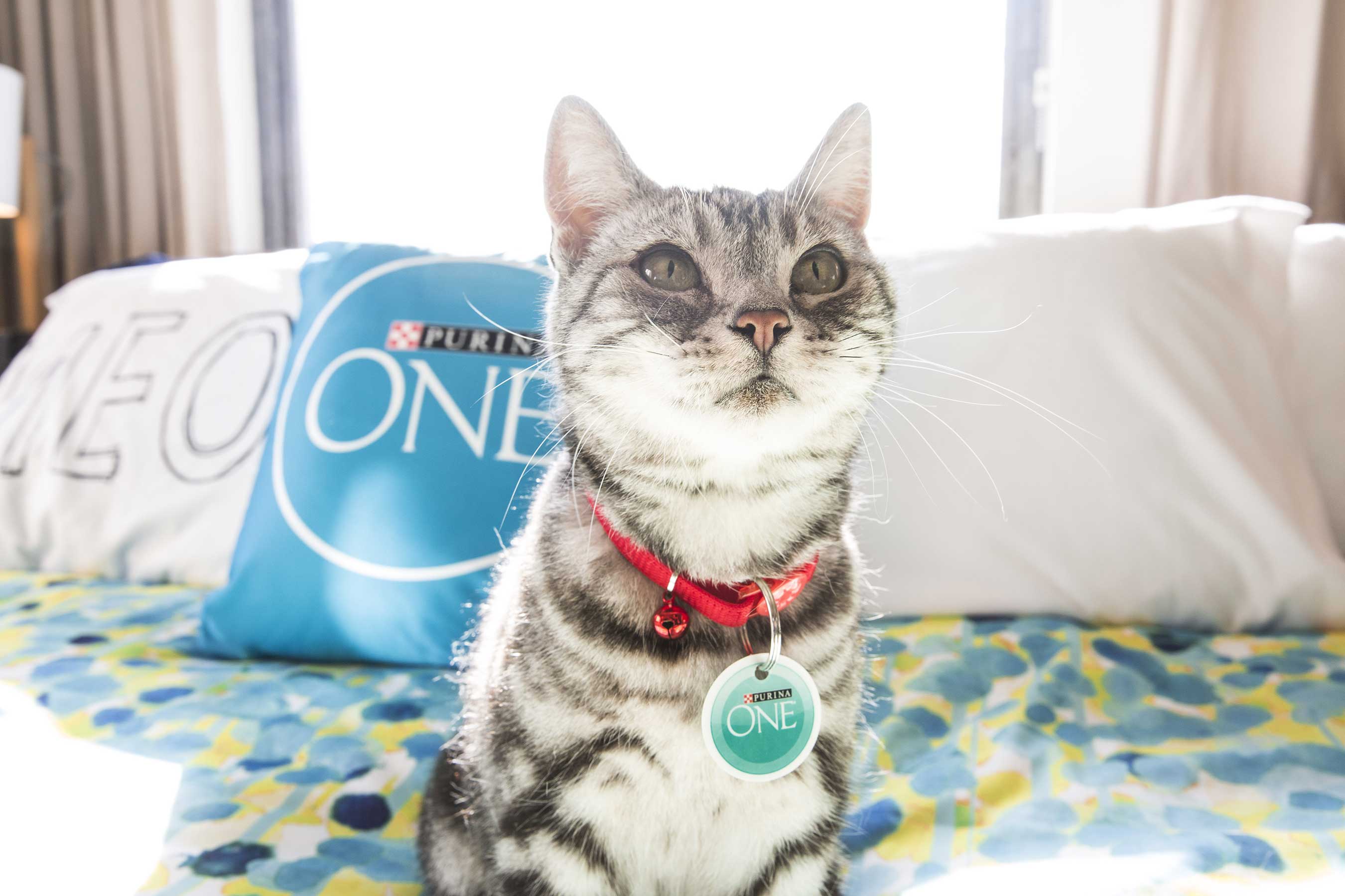 Cats will greet guests of Purina ONE’s Whole Body Health Hotel. Designed to coincide with CatConLA, the hotel immerses guests in a hotel environment well-appointed with cat-themed amenities and cat health experts.