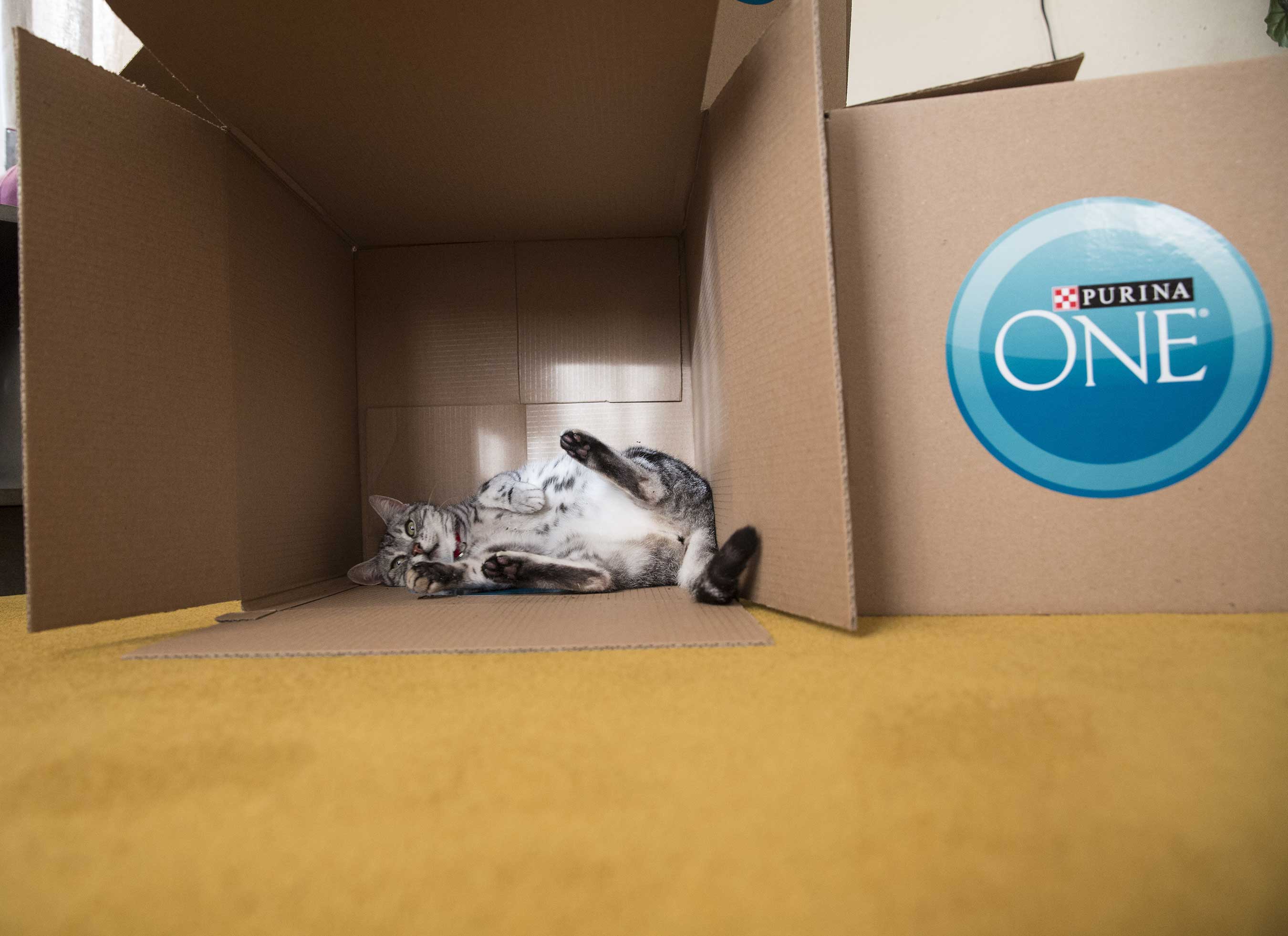 Purina ONE brand cat food has created a hotel experience, The Purina ONE Whole Body Health Hotel, with cat-themed amenities and cat health experts to underscore the importance of lifelong whole body health for cats.