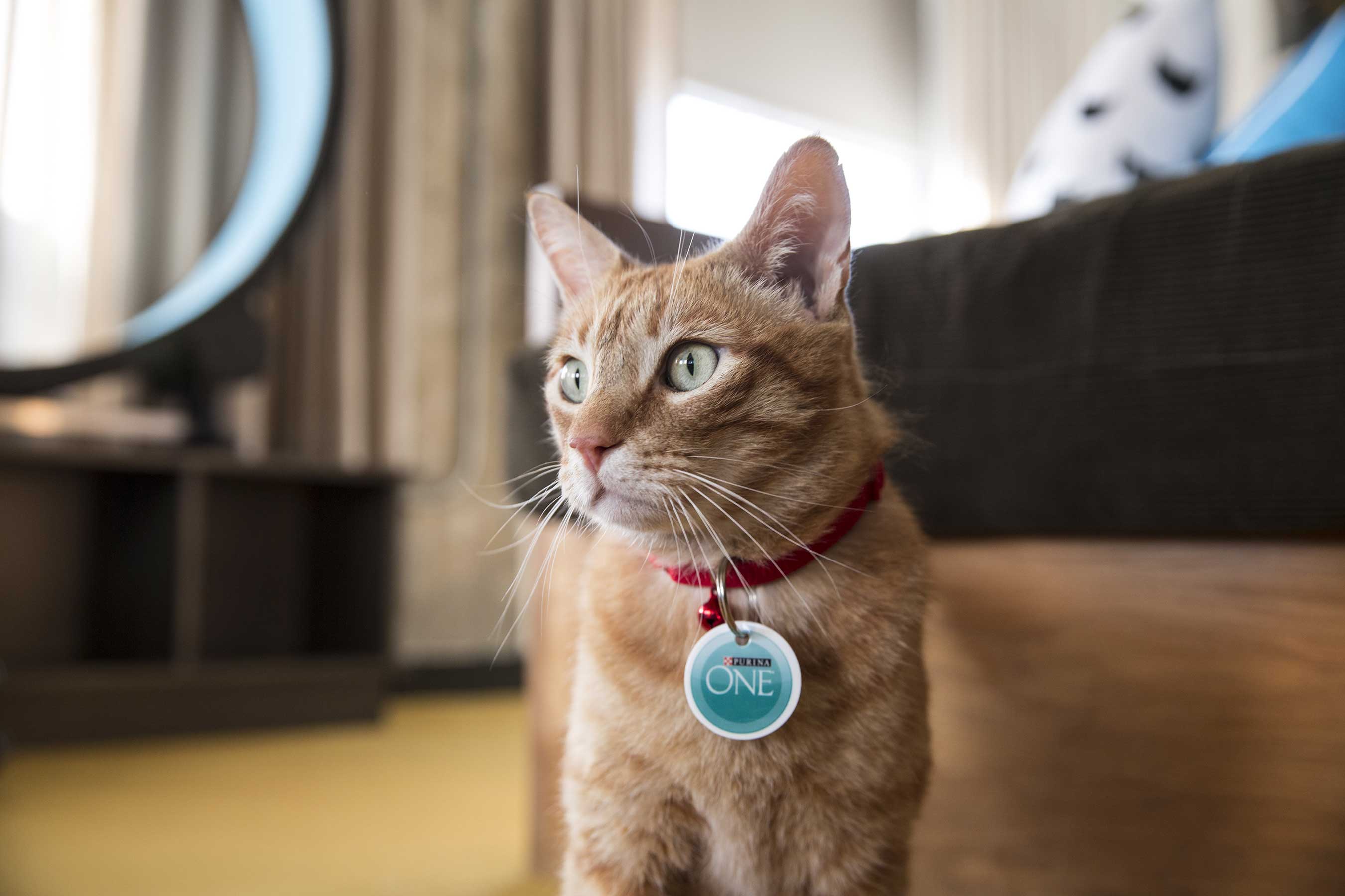 Designed to coincide with CatConLA, Purina ONE’s Whole Body Health Hotel will underscore the importance of lifelong whole body health for cats.