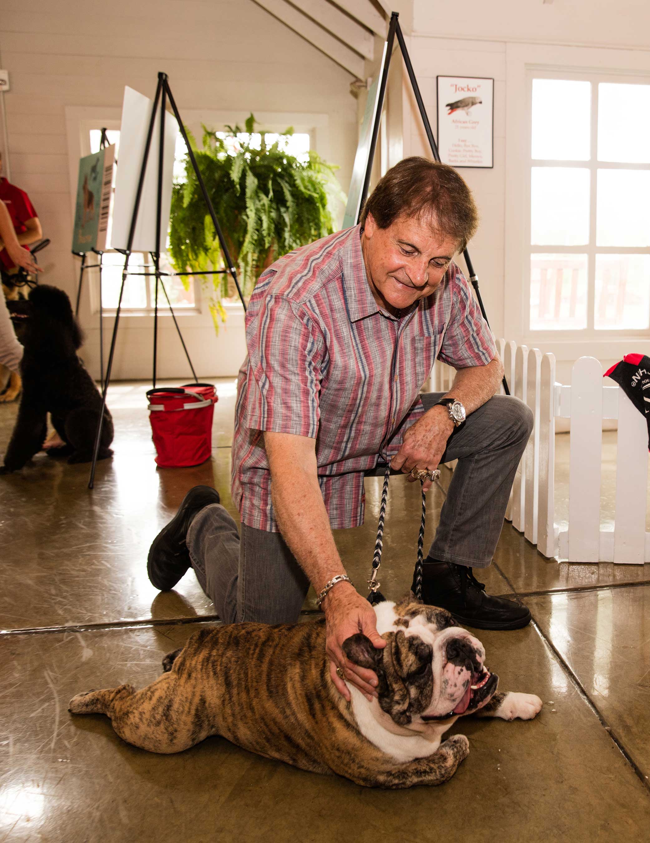 Tony La Russa, co-founder of Tony La Russa’s Animal Rescue Foundation, pets Xerk, a 2-year-old Bulldog, during the grand opening celebration July 14, 2016, for “Better with Pets,” a new exhibit at the Purina Farms Visitor Center in Gray Summit, Missouri.