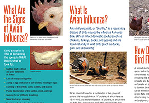 Protect Your Birds from Avian Influenza