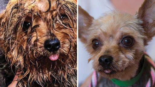Apollo was used as a breeding dog in a puppy mill for seven years. He lived in a wire cage, where he suffered from the summer heat and winter cold and had deteriorated into a filthy mess. Thankfully, Apollo was rescued along with 53 other dogs. After a warm bath, a precious Yorkie emerged and Apollo quickly captured the hearts of a forever family.