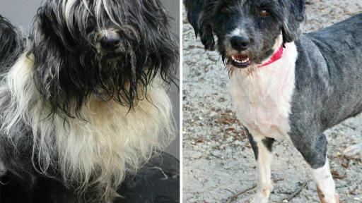 Banjo was found living in a car with his homeless owner. He was rescued after being trapped in the car with the windows up on a 95 degree day. Old injuries and ticks lurked beneath all his matted fur, but once he was cleaned up he yipped with delight.