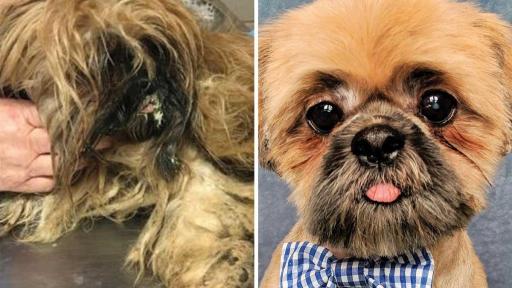 Buffalo Bill was one of 17 Shih Tzu rescued from a hoarder. He was so matted he could hardly walk or see, but he still maintained a sweet personality. After his grooming, however, he truly blossomed getting attention by dancing around. It’s no surprise he was adopted within hours of being available.