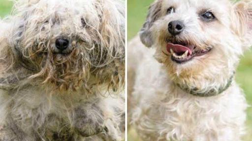 Crinolin was rescued from a hoarding situation. He was found in such bad shape, you couldn’t tell what kind of dog was living beneath all that matted fur. With some careful grooming, however, a happy-go-lucky dog emerged and now the first thing people notice is his cheerful face.
