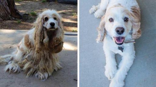 Dorothy was found wandering on a deserted dirt road. She was so matted her ears almost touched the ground, and her hind legs were stuck together making it difficult to walk. Her rescuers believe she was used to breed and had been abused. Thankfully though, there was hope for Dorothy somewhere over the rainbow. She’s now living in a loving home with her forever family.