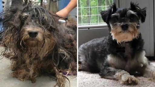 Gabriel was rescued along with 58 other animals from a hoarder and was found barricaded inside a makeshift cage all alone. So severely neglected, his rescuers believe his grooming may have been the first human touch he had felt in years, perhaps ever. After a good cleanup, he looked like an angel and was named Gabriel. His named proved prophetic, and he now comforts other neglected animals as they enter his foster home.