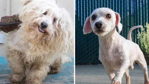 Gizmo was found completely weighted down with matted fur, but after his grooming he now has a spring in his step.