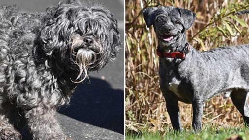 Milo was found living off the streets and he looked like he’d had a rough go of it. With some medical attention, pampering and a lot of grooming, this little guy got a new lease on life and now lives with a loving family.