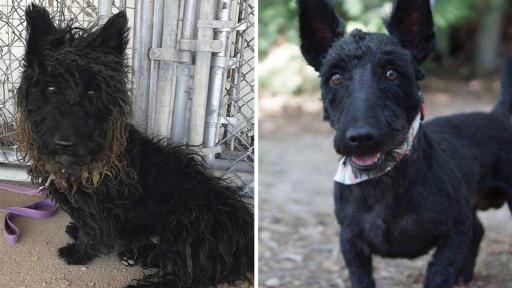 Opie had spent most of his six years in a tiny kennel, until he was abandoned by his owner. Once rescued, he swiftly got the grooming and medical attention he desperately needed. He’s now flourishing with a foster family while he waits for his forever home.