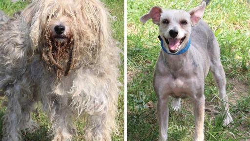 Pepper was left in an abandoned home. She was rescued when neighbors spotted her hanging out the window next to an air conditioner crying for help. Left with no food or water, Pepper was in desperate need of medical attention and grooming. She went from horrific conditions to feeling like a million bucks and is now eager to find a family to love.