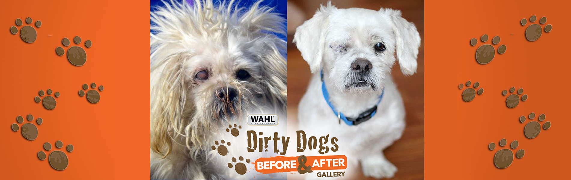 A before and after shot of a small dog. The left side shows a very hairy disheveled dog and the right side shows a well-groomed dog.