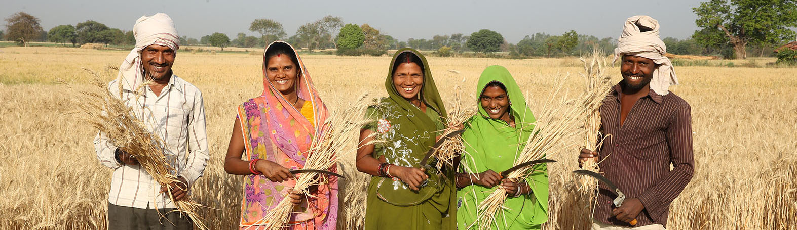 Three people standing in a wheat field, holding wheat.