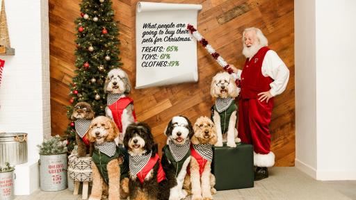 Dogs in front of car