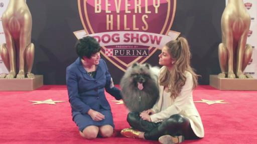 Maria Menounos interviewing pet owners and their dogs