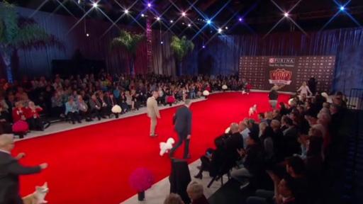 The Beverly Hills dog show crow surrounds a large red carpet where about 3 dogs with owners are moving.