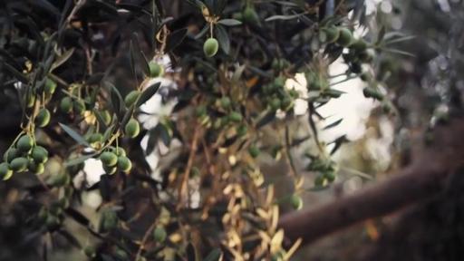 Play Video: California Ripe Olives Deep Roots Bright Future