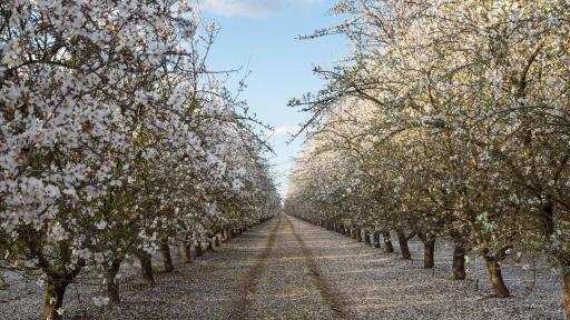 The almond orchard