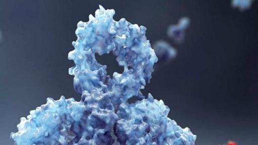 Image of a glycoprotein CD38 on the surface of a cell.