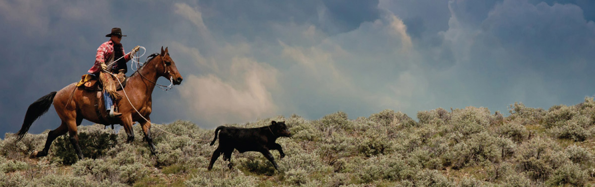 700,000 cattle farms, ranches, and feedyards in the United States