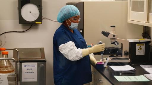 The HA DNA sequence is inserted into a baculovirus, which acts as a vector (transporter) of the instructions to produce the target antigen. The now recombinant (or artificial joining of segments of DNA from different organisms) baculovirus transports the sequence into a host cell, which implements the instructions to create copies of the target antigen.